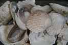 Bild_39